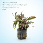 SubstrateSource Live Plants - Cryptocoryne Blassii (Cryptocoryne blassii) - Low to Medium Light, Bronze-Green Accent for Midground to Background Freshwater Aquarium Aquascaping - Pot