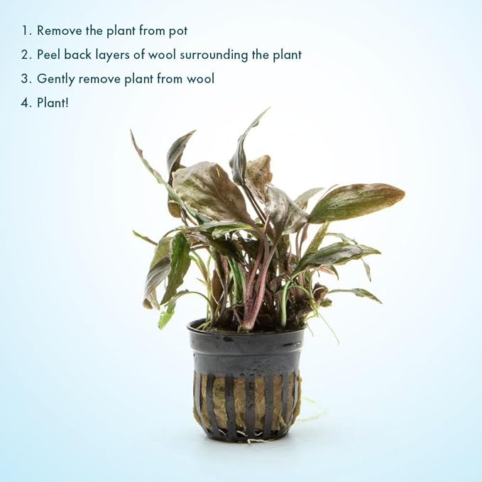 SubstrateSource Live Plants - Cryptocoryne Blassii (Cryptocoryne blassii) - Low to Medium Light, Bronze-Green Accent for Midground to Background Freshwater Aquarium Aquascaping - Pot