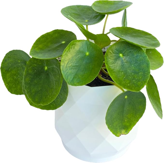 Chinese Money Plant Live (Pilea Peperomioides) in White Geometric Self-Watering Planter, Modern Indoor Houseplant, Minimalist Home & Office Desk Decor, Easy Care Gift, Air Purifying Plant