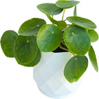 Chinese Money Plant Live (Pilea Peperomioides) in White Geometric Self-Watering Planter, Modern Indoor Houseplant, Minimalist Home & Office Desk Decor, Easy Care Gift, Air Purifying Plant