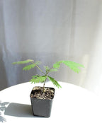 Pink Flower Persian Mimosa Silk Tree Live Starter Plant Albizia Julibrissin 2 Inch Pot (1)