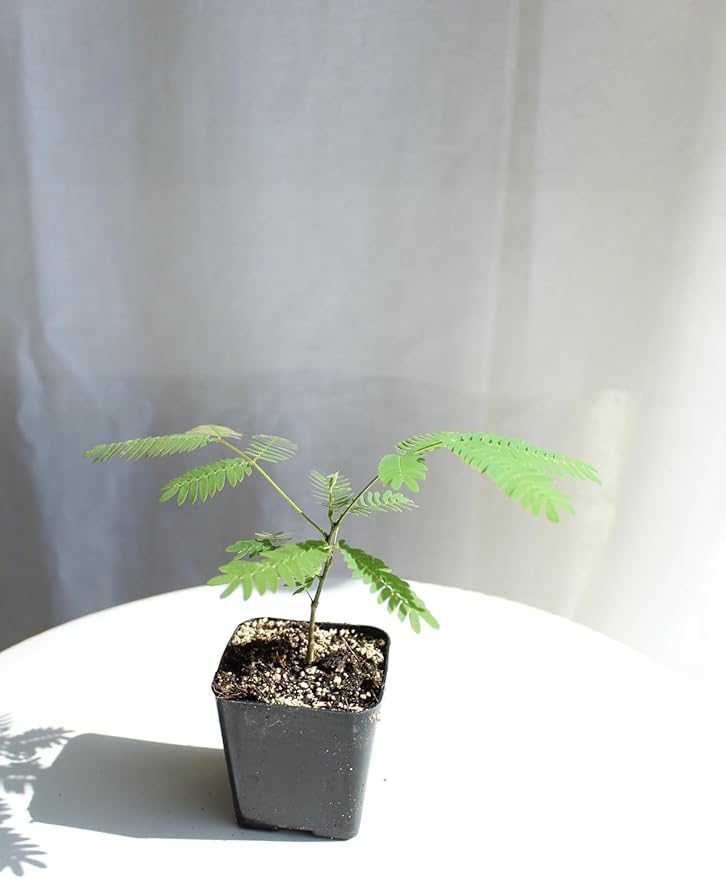 Pink Flower Persian Mimosa Silk Tree Live Starter Plant Albizia Julibrissin 2 Inch Pot (1)