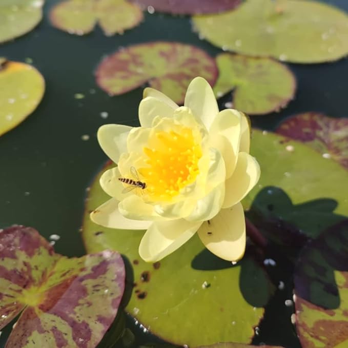 Mainam Yellow Nymphaea Inner Light Live Aquarium Plant Hardy Water Lilies Tuber for Freshwater Fish Pond Balcony