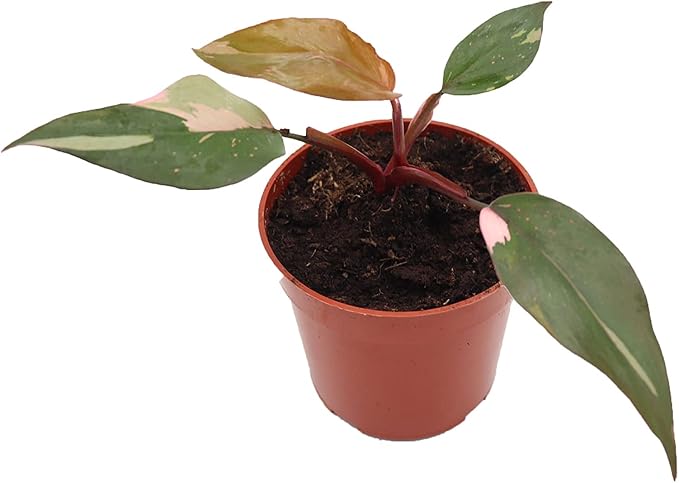 Philodendron Pink Princess- 4'' from California Tropicals