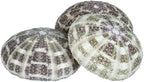 Alfonso Sea Urchins Shells for Air Plants - 3 Alphonse (3-4") Sea Urchin Shells - Hanging Air Plant Holder - Air Plants Live Holders - Air Plant Pot - No Plants Included