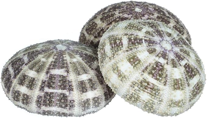 Alfonso Sea Urchins Shells for Air Plants - 3 Alphonse (3-4") Sea Urchin Shells - Hanging Air Plant Holder - Air Plants Live Holders - Air Plant Pot - No Plants Included