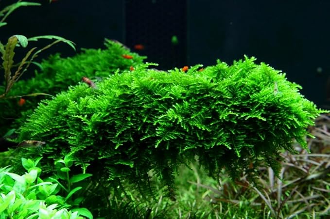 Christmas Moss (Vesicularia montagnei) - 4 oz Live Aquarium Plant, Lush Green Carpet for Freshwater Tanks, Easy to Grow & Maintain