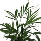 American Plant Exchange Live Cat Palm – 6-Inch Pot – Tropical Houseplant with Soft Arching Green Fronds, Pet-Friendly Easy Care Indoor Plant for Homes, Apartments, Offices & Indoor Jungle Décor