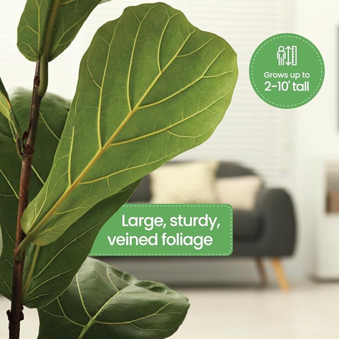 American Plant Exchange Live Fiddle Leaf Fig – 6-Inch Pot – Bold Leafy Indoor Plant for Bright Spaces