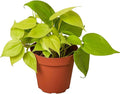 Philodendron Cordatum Neon Live Plant for Indoor | Different Houseplants in 4'' & 6'' Pot | Real House Plant for Living Room, Office, Desk & Bathroom | Neon