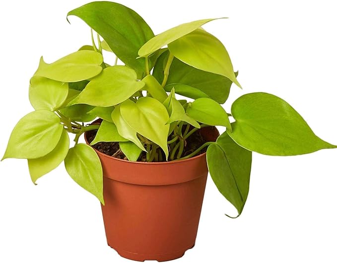 Philodendron Cordatum Neon Live Plant for Indoor | Different Houseplants in 4'' & 6'' Pot | Real House Plant for Living Room, Office, Desk & Bathroom | Neon