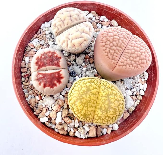 Pack of 10 Live Exotic Lithops Plant Large Size Rare Living Stone Seedling Perfect Terrarium Addition