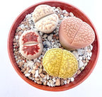 Pack of 10 Live Exotic Lithops Plant Large Size Rare Living Stone Seedling Perfect Terrarium Addition