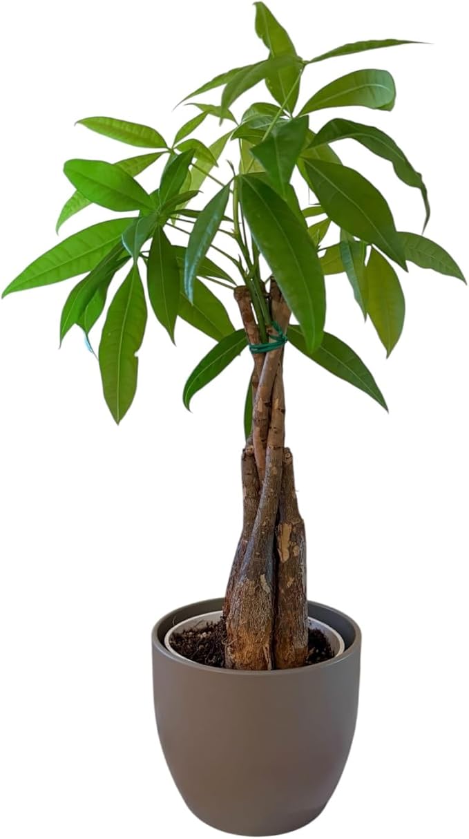 Money Tree Live Plant | 14-22 Inches Tall Bonsai | Easy to Grow Indoor Houseplant | Home, Office, or Room Decor | Birthday, Housewarming Gift (Slate)