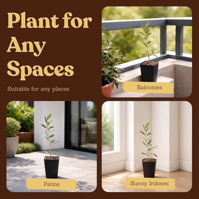 My Shelfie – Dwarf Olive Tree Starter Plant (Olea europaea ‘Dwarf’), 2-Inch Live Indoor or Outdoor Plant, Compact Evergreen for Bonsai, Containers, and Home Décor (2)