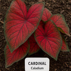 Florida Cardinal Caladium Bulbs for Planting - Perennial Fancy Heart-Shaped Leaves, Vibrant Red and Green Foliage for Shade Gardens, Containers, and Indoor Displays (5 Bulbs)