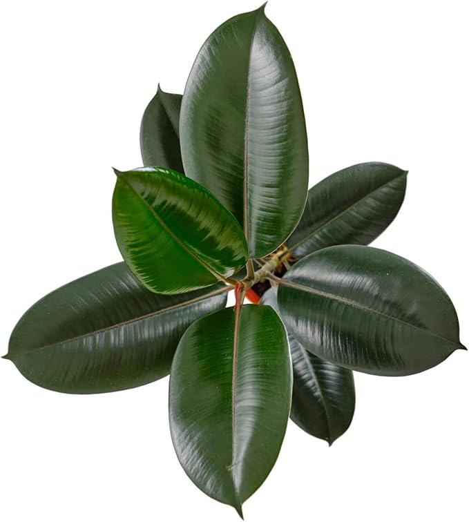 Shop Succulents Ficus Burgundy Rubber Tree, Live Indoor Floor Plant, Trendy Living Room or Office Decor, Tropical Houseplant Potted in Soil with Grower Pot, Garden and New Home Gift, 6 Inch Pot