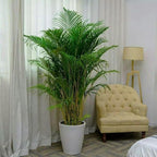 Seeds Parlor Palm Neanthe Bella (Palm Chamaedorea) Rare Perennial Tree