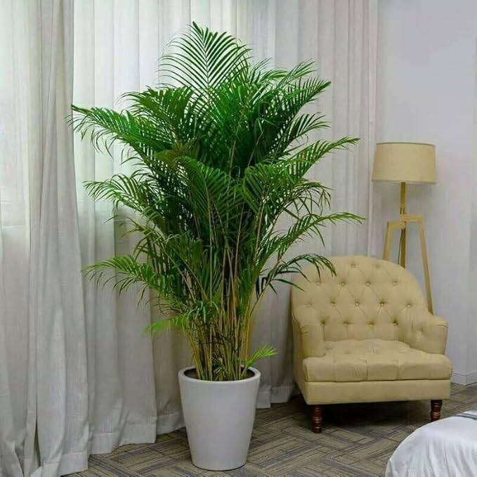 Seeds Parlor Palm Neanthe Bella (Palm Chamaedorea) Rare Perennial Tree