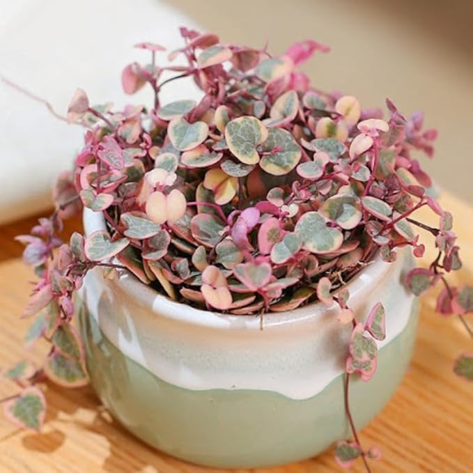 Ceropegia Woodii Variegated String of Hearts Plant Live, Trailing Succulent Vine, Rare Live Indoor Plant in Pot