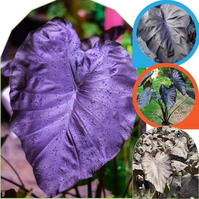 2 Black Coral Alocasia Plants Live Houseplant for Indoor Outdoor Growing, 4 to 8 Inches Tall, Rare and Hardy