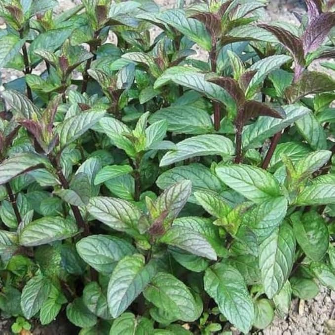 Sets 3 Random Mint Plants Live Fast Growing for Spring Planting, Fragrant Culinary Herb Mint for Indoor Outdoor Gardening, Cold Hardy