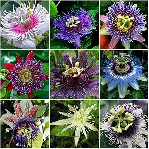 Passion Flower Seeds 50+ Pack Grow Exotic Passion Vine Climbing Flowers for Trellis Fence or Containers Bonsai Option Fast Growing Ornamental Garden Plant