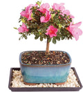 Brussel's Bonsai - Live Satsuki Azalea Bonsai Tree with Bonsai Pot and Humidity Tray, Outdoor Flowering Bonsai Tree Live Plant, 5 Years Old, 5-8 Inches Tall, Easy Care Plant (Small)