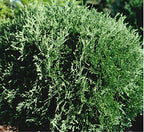 Thuja occidentalis 'Hetz Midget' (Globe Arborvitae) Evergreen, #3 - Size Container