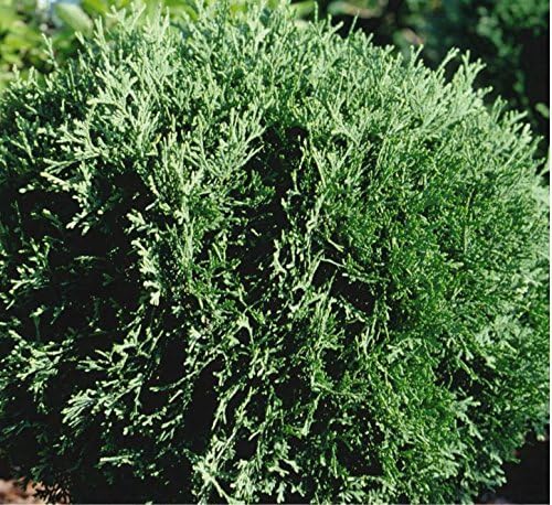 Thuja occidentalis 'Hetz Midget' (Globe Arborvitae) Evergreen, #3 - Size Container