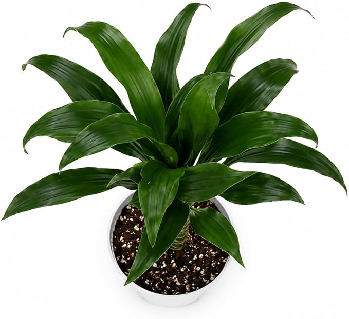 Dracaena Black Beauty Live Plant, Low Light Tolerant Dracaena Plant Live, Air Purifying Plants Live Houseplants, Beginner Friendly House Plants for All Indoors Spaces