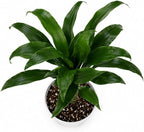 Dracaena Black Beauty Live Plant, Low Light Tolerant Dracaena Plant Live, Air Purifying Plants Live Houseplants, Beginner Friendly House Plants for All Indoors Spaces
