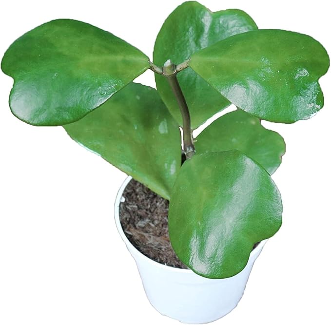Hoya Plant, Live Indoor Plant 4 inch Grower's Pot (Kerrii Long stem)