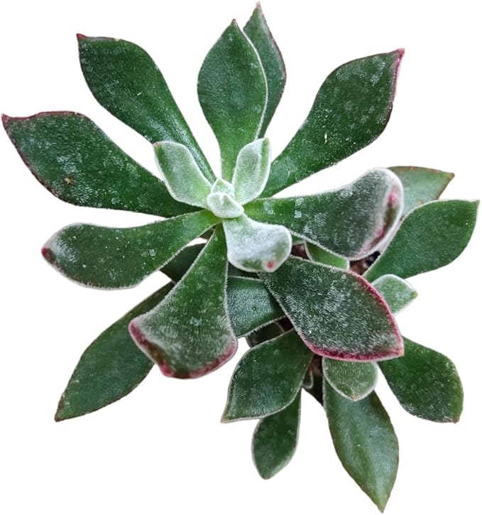 Live Succulent Cactus Plants from USKC (2" Pot) (Echeveria Devotion)