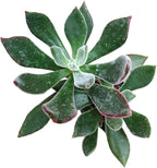 Live Succulent Cactus Plants from USKC (2" Pot) (Echeveria Devotion)