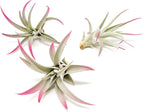 Raspberry Colorful Tillandsia Air Plants - Long Lasting Color Enhanced Live Tillandsia Succulent House Plants - Home and Garden Decor - Easy Care Indoor/Outdoor Plants (Harrisii, Single)