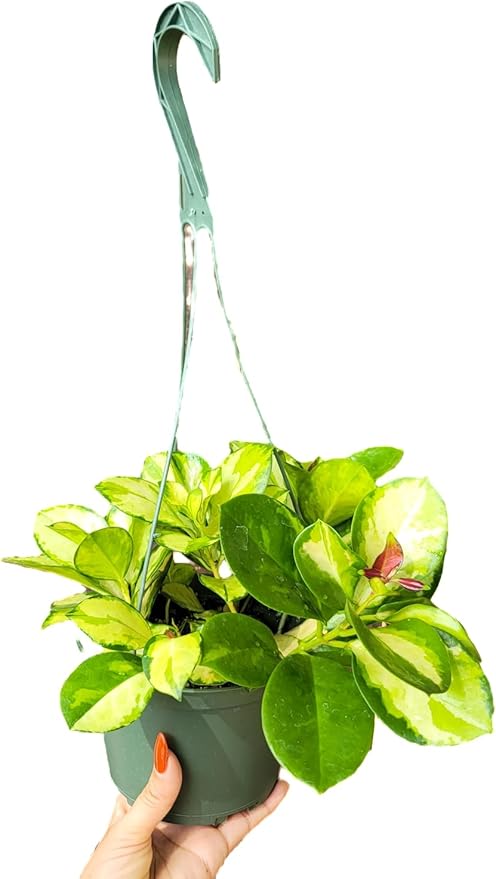 Hoya Australis 'Lisa' - Live Variegated Wax Plant | Easy Care, Fast Growing Houseplant | Perfect for Indoor Decor | CA Seller (3-4 Plants/Stems, 4.5" Pot)