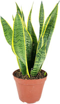 Snake Plant Sansevieria Laurentii (6 inch) - Lucky Houseplants - 4/6 inch Unique Live Decorative Houseplants - Easy to Care Indoor Plants, Perfect for Office, Home & Feng Shui Decor