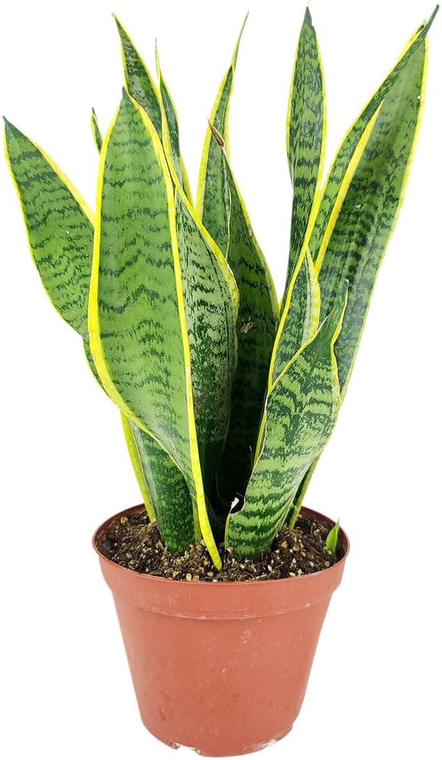 Snake Plant Sansevieria Laurentii (6 inch) - Lucky Houseplants - 4/6 inch Unique Live Decorative Houseplants - Easy to Care Indoor Plants, Perfect for Office, Home & Feng Shui Decor