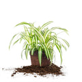 Perfect Plants Spider Plant in 6in. Grower's Pot Pot | Live Houseplant for Indoor Growing | Easy to Care for & Keep Alive | Beautiful Green & White Variegated Leaves