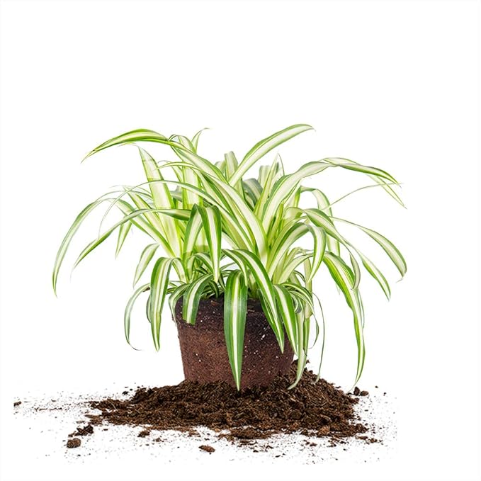 Perfect Plants Spider Plant in 6in. Grower's Pot Pot | Live Houseplant for Indoor Growing | Easy to Care for & Keep Alive | Beautiful Green & White Variegated Leaves