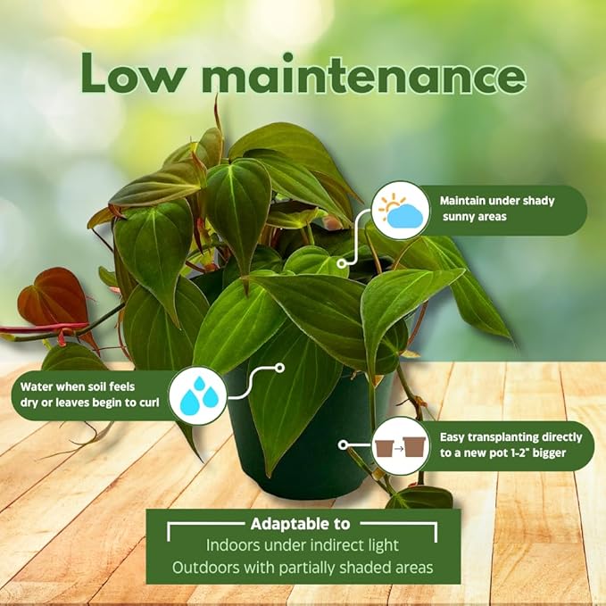 BubbleBlooms Philodendron Assortment Set, 4 inch pots, Set of 3, Indoor Houseplants Grower's Choice Variety