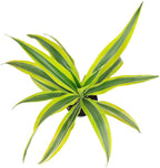 Dracaena Lemon Lime (4" Grower Pot) - Air-Purifying Bright Light houseplant - Easy to Care Houseplant Decoration for Office and Apartment