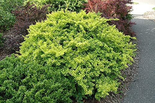 Aurea Golden Japanese Barberry - Live Plant - (1 QT)