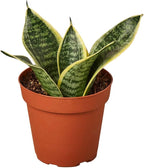 Sansevieria trifasciata ‘Superba’ Live Plant in 4” Pot – Dwarf Snake Plant with Golden Variegated Leaves – Mother in Law Tongue Sansevieria Plant for Home Decor or Gifts