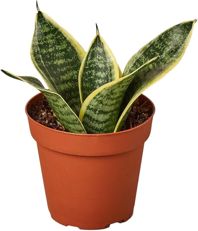 Sansevieria trifasciata ‘Superba’ Live Plant in 4” Pot – Dwarf Snake Plant with Golden Variegated Leaves – Mother in Law Tongue Sansevieria Plant for Home Decor or Gifts