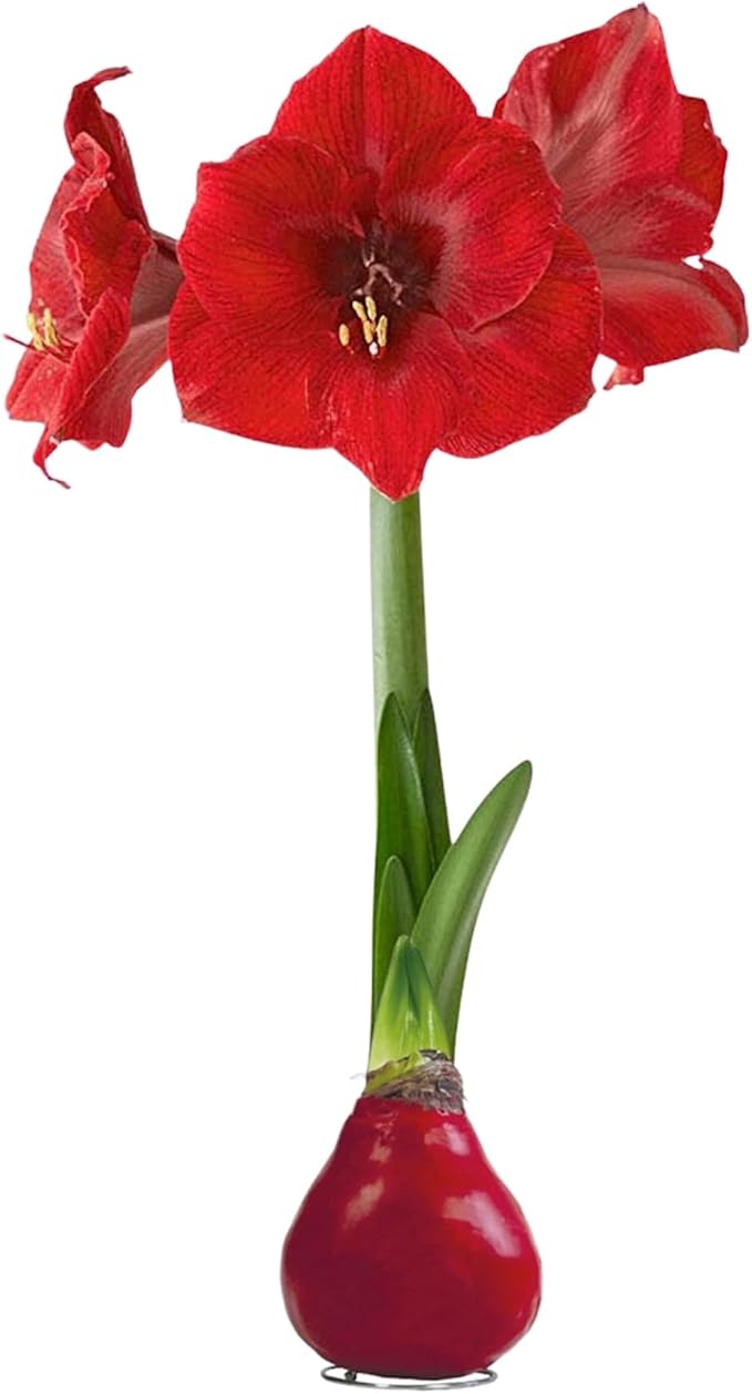 Waxed Amaryllis Bulb – Red Wax with Red Blooms – Live Holiday Gift Plant, Easy Care, No Watering Needed
