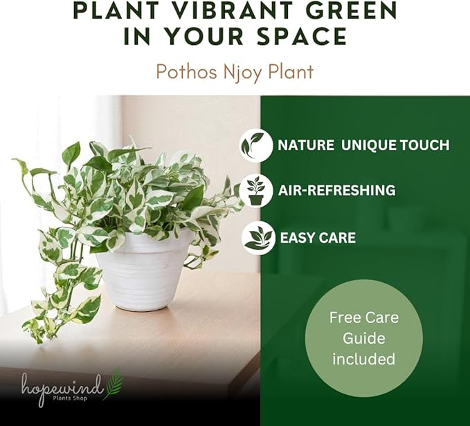Pothos N’Joy Live Indoor Plant, 4 inch Pot, Variegated White and Green Leaves - Easy to Care for - Perfect for Indoor and Outdoor Home Decor, Office, and Gift- Pot Included