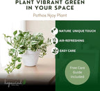 Pothos N’Joy Live Indoor Plant, 4 inch Pot, Variegated White and Green Leaves - Easy to Care for - Perfect for Indoor and Outdoor Home Decor, Office, and Gift- Pot Included