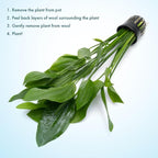 SubstrateSource Echinodorus Grandifolius Sword Live Plant for Freshwater Aquariums, Natural Fish Tank Decorations, and Aquatic Decor (1 Pot (2-3 Plants))